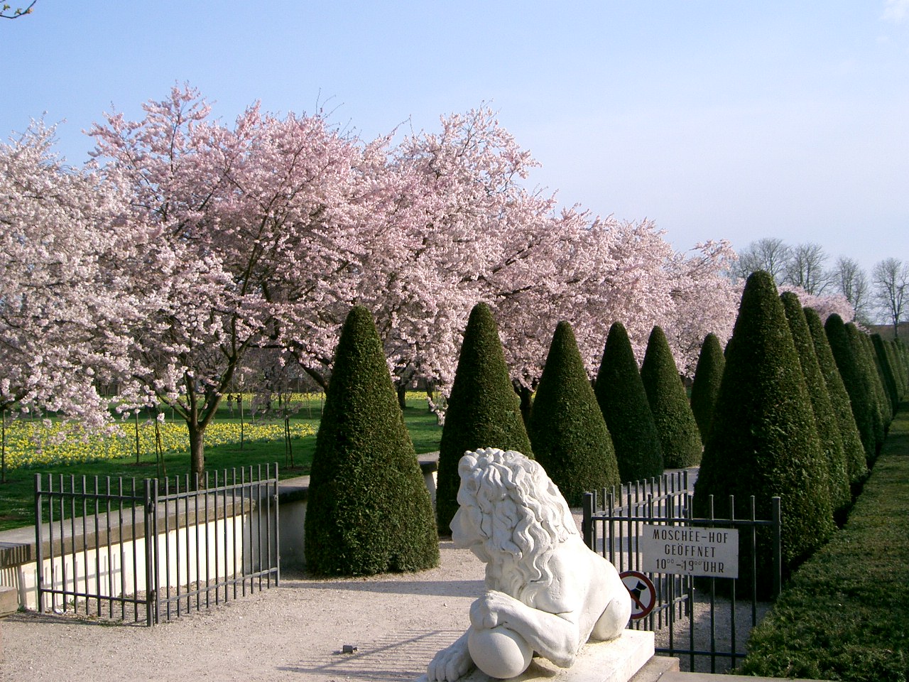 Kirschblüte im Schwetzinger Schlossgarten